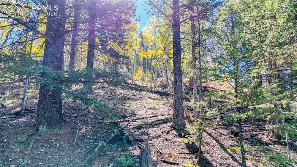 959 Calcite Drive Divide, CO 80814