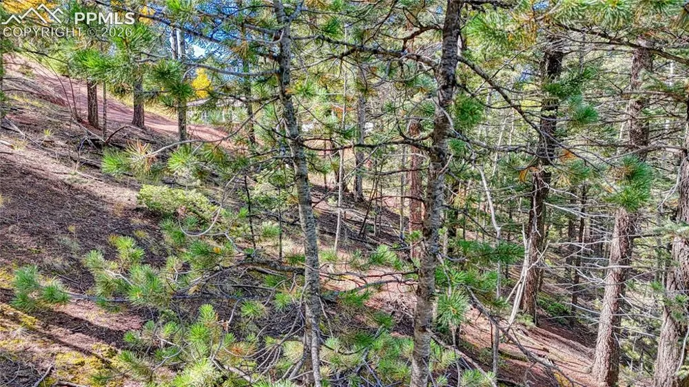 959 Calcite Drive Divide, CO 80814
