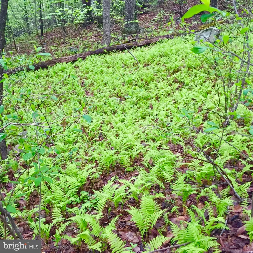 0 PADUA LANE Sperryville, VA 22740