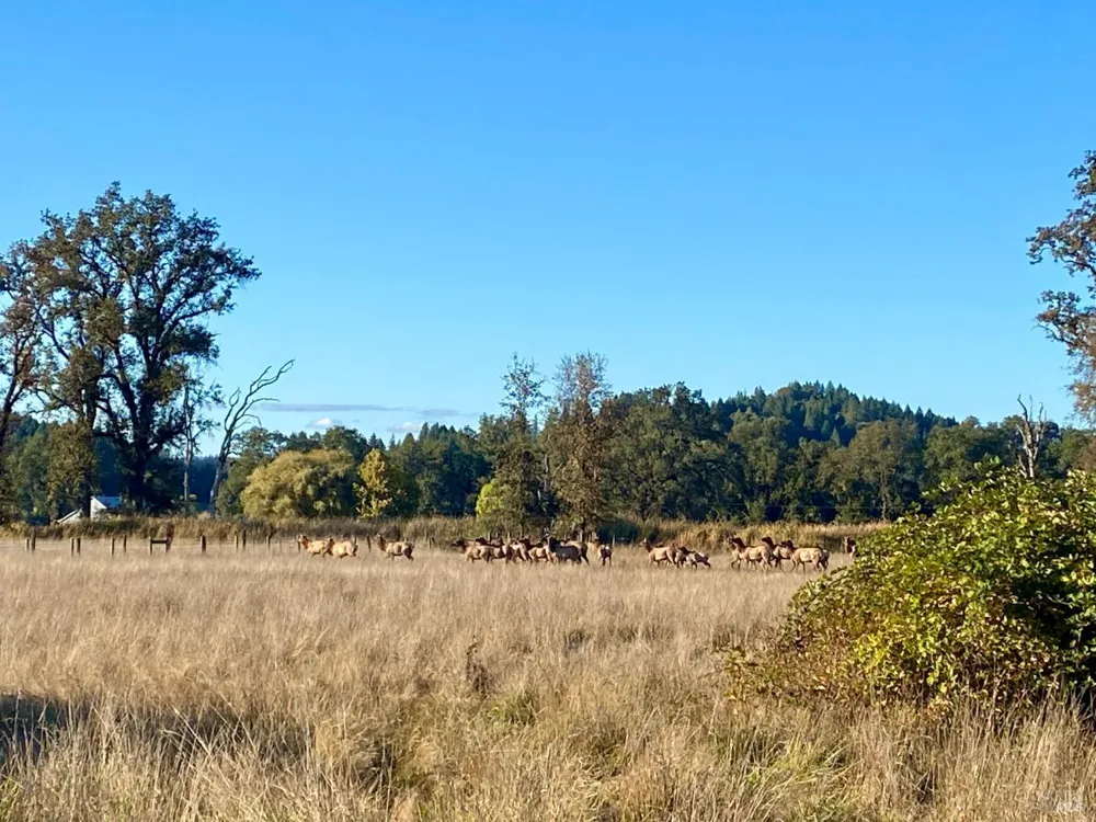 45100 Highway 101 Laytonville, CA 95454