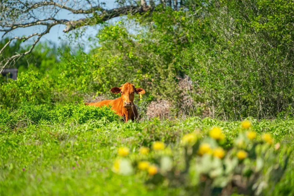 Sparta Field Road Waelder, TX 78959