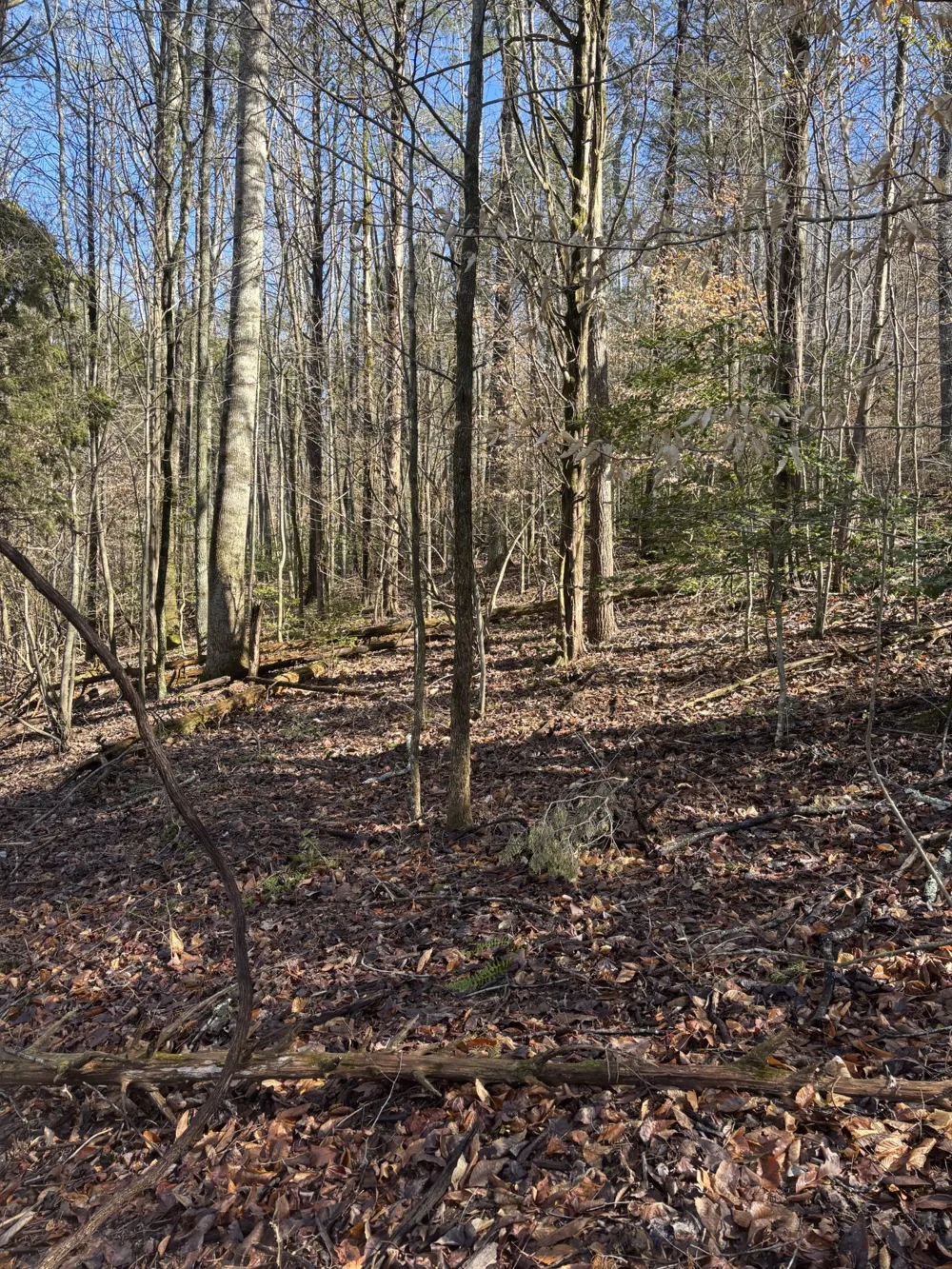 15634 Old State Highway 28 Pikeville, TN 37367