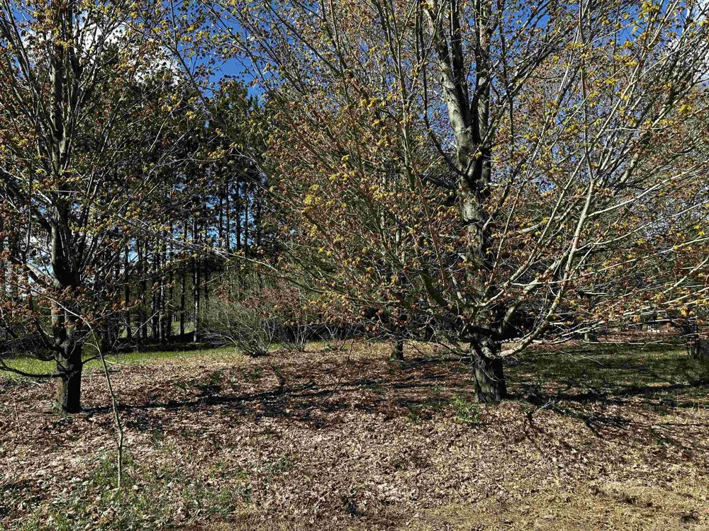 NW Wilhelm Road Clearwater Township, MI 49676