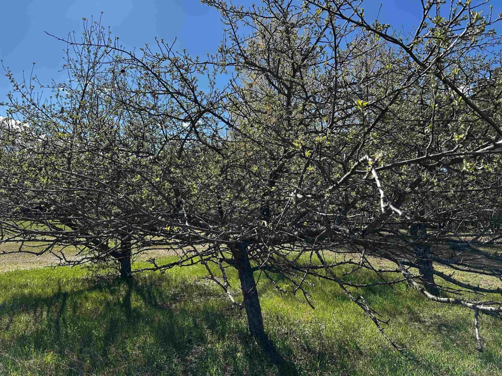 NW Wilhelm Road Clearwater Township, MI 49676