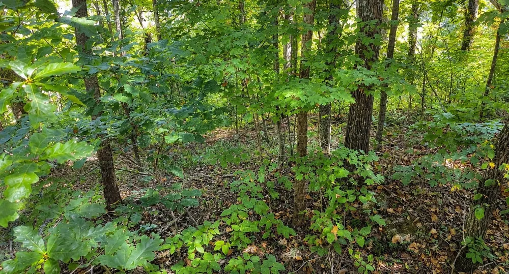 33 Swiper Dr Smithville, TN 37166