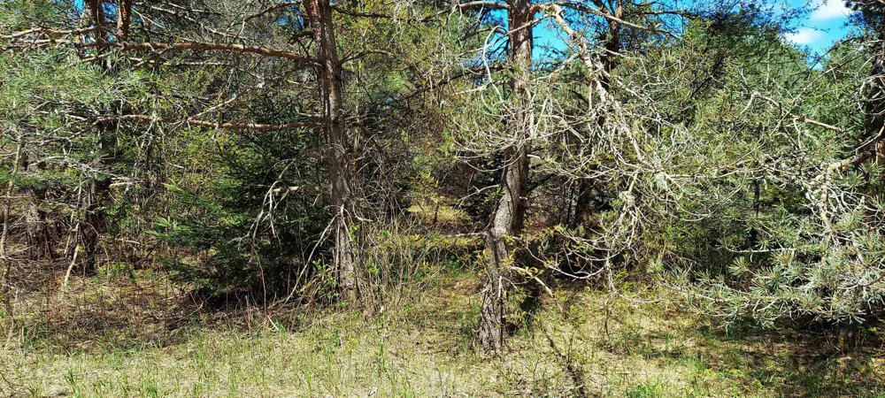 Johnson Road Custer Township, MI 49659