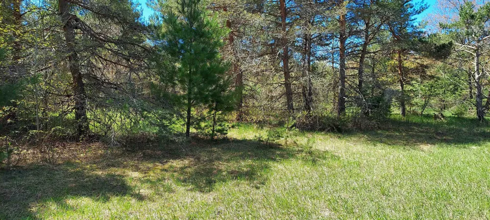 Johnson Road Custer Township, MI 49659