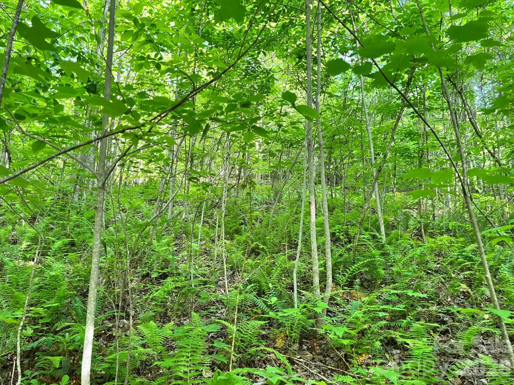 Lot 90 Peppervine Circle #90 Rosman, NC 28712