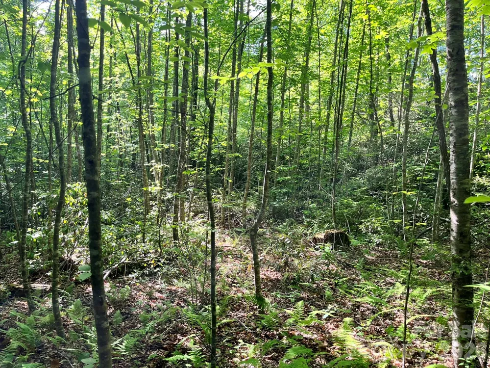 Lot 90 Peppervine Circle #90 Rosman, NC 28712