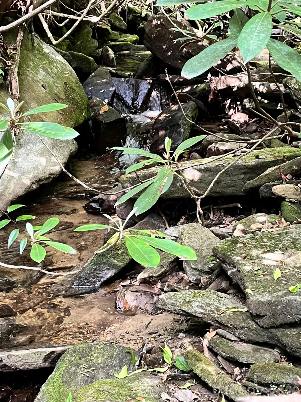 Lot 90 Peppervine Circle #90 Rosman, NC 28712