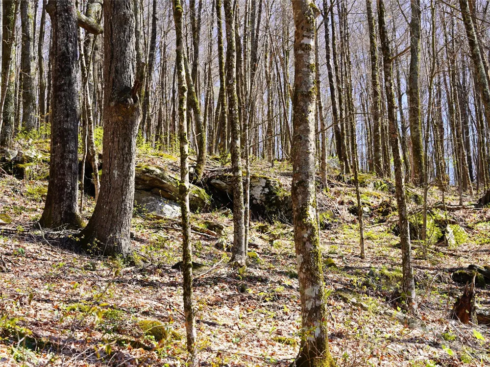 48 Benfield Road Weaverville, NC 28787