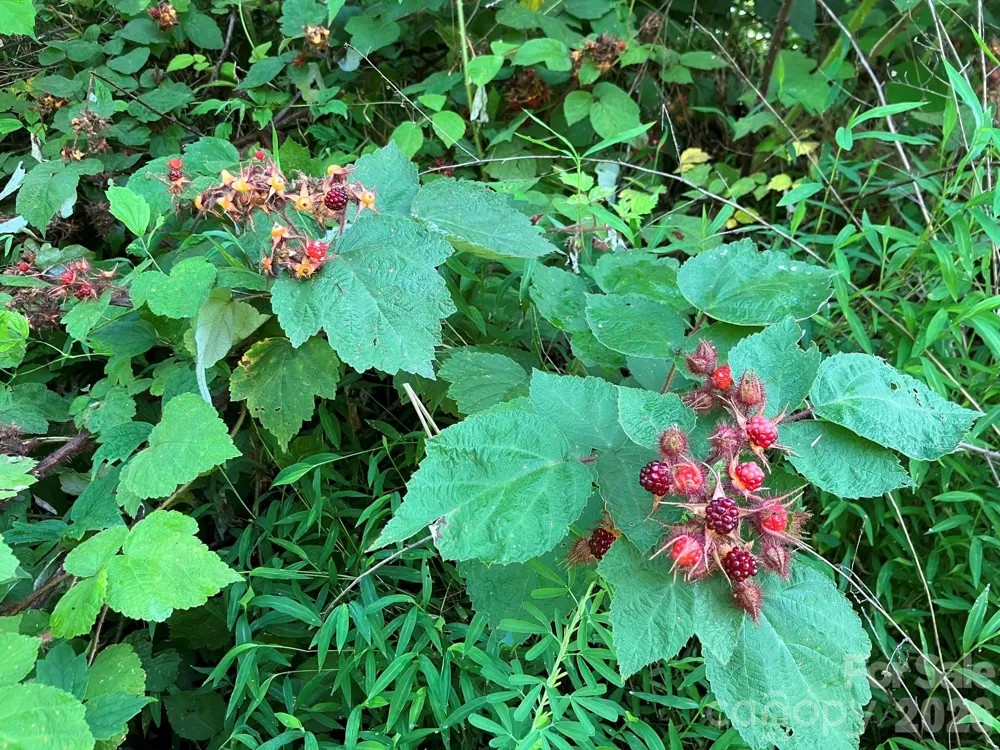 0 Cherokee Trail #6 Lake Lure, NC 28746