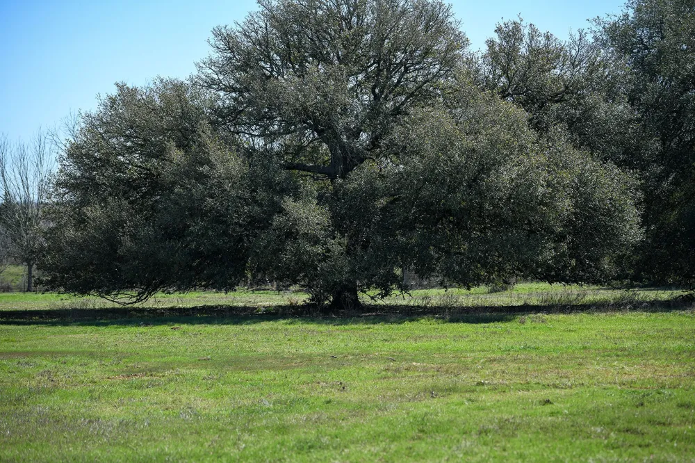 382 Main Loop Loop Waelder, TX 78959