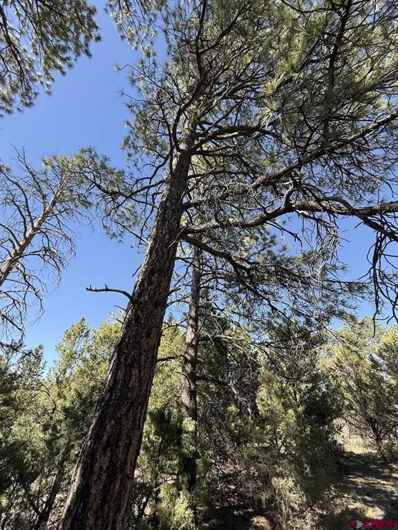 5 Cottontail Lane Ridgway, CO 81432