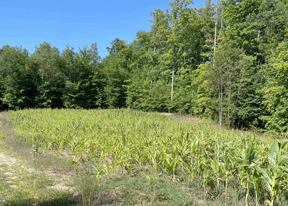 Peterson Road Custer Township, MI 49659