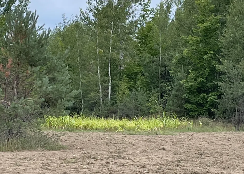 Peterson Road Custer Township, MI 49659