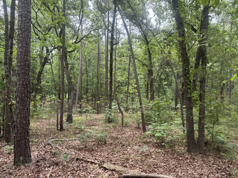 CR 34980 Powderly, TX 75473