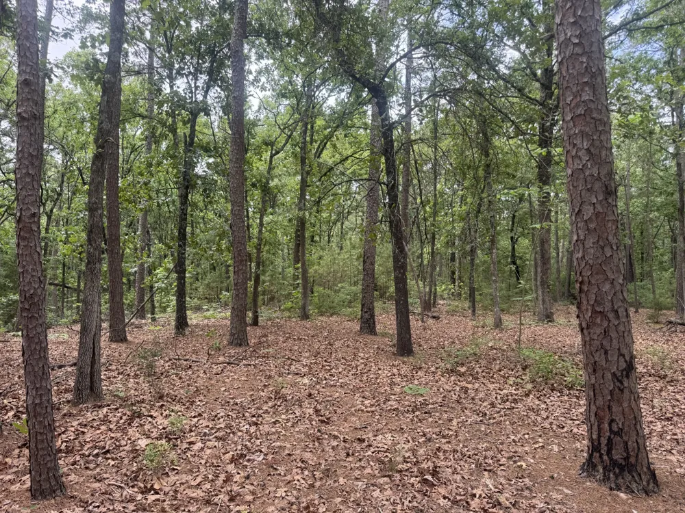 CR 34980 Powderly, TX 75473