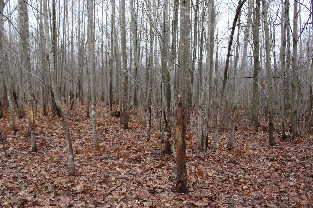2954 Carter Road Pinconning, MI 48650