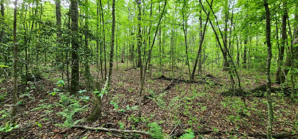 Windstone Drive Sequatchie, TN 37374
