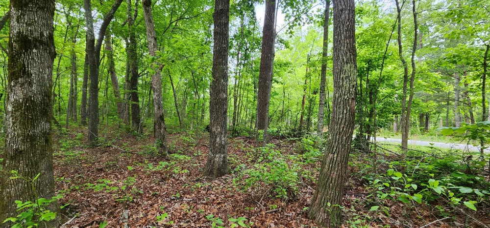 Windstone Drive Sequatchie, TN 37374
