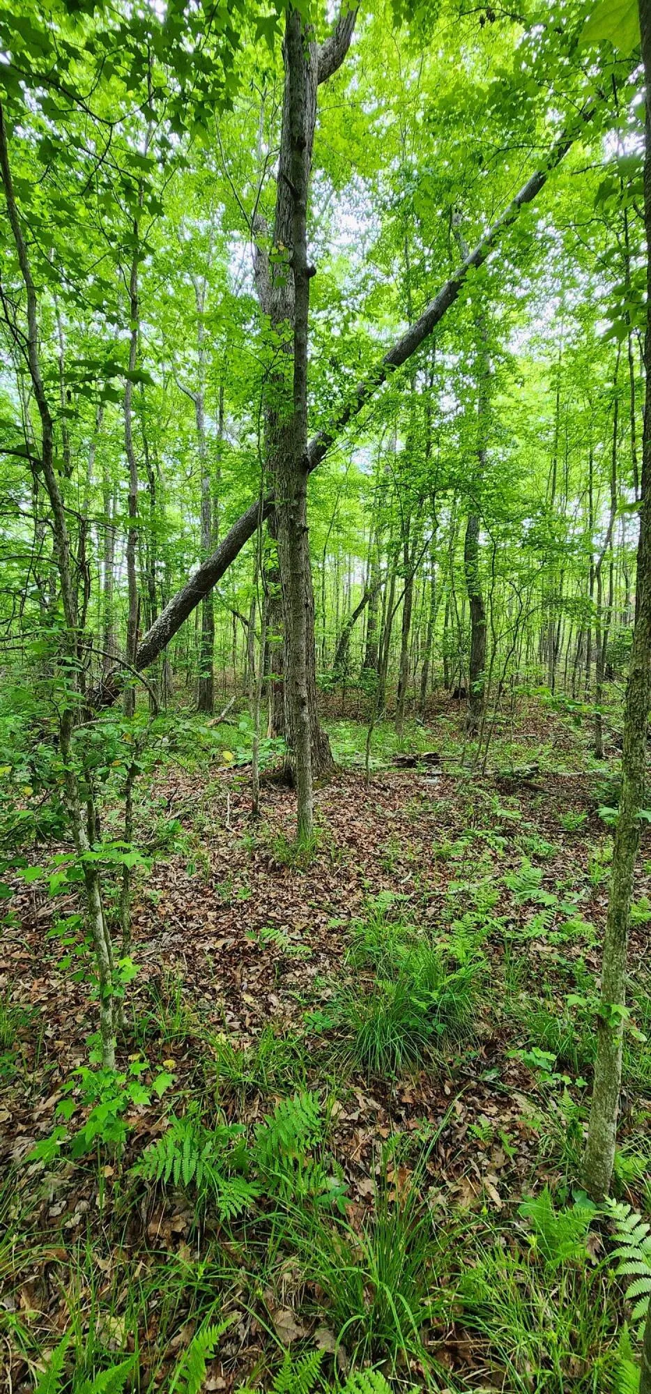 Windstone Drive Sequatchie, TN 37374