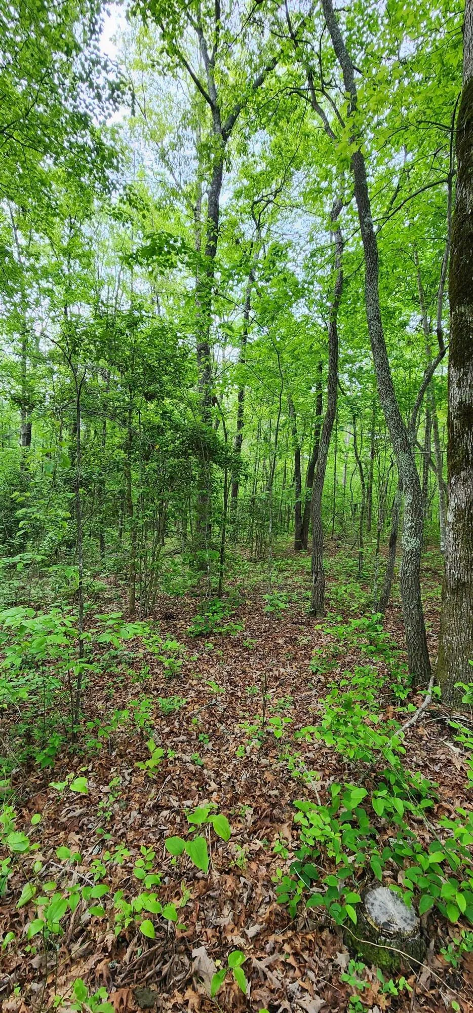 Windstone Drive Sequatchie, TN 37374