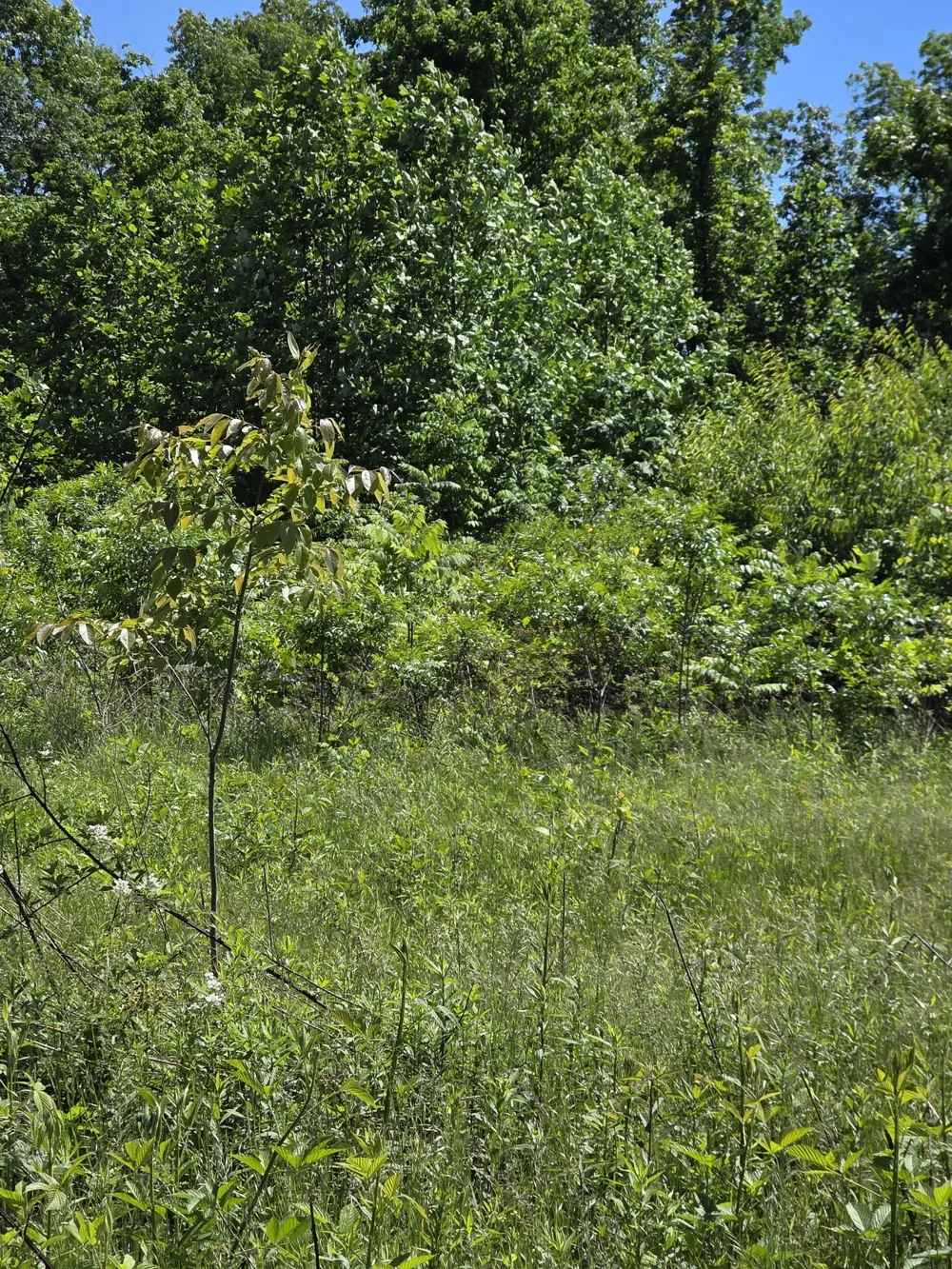 806 Brandon Hollow Lynchburg, TN 37352