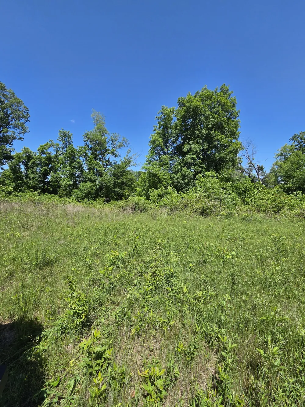 806 Brandon Hollow Lynchburg, TN 37352