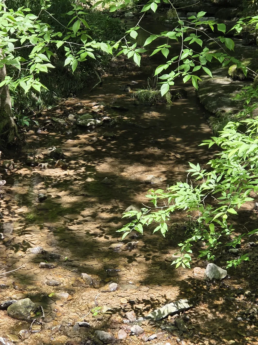 806 Brandon Hollow Lynchburg, TN 37352
