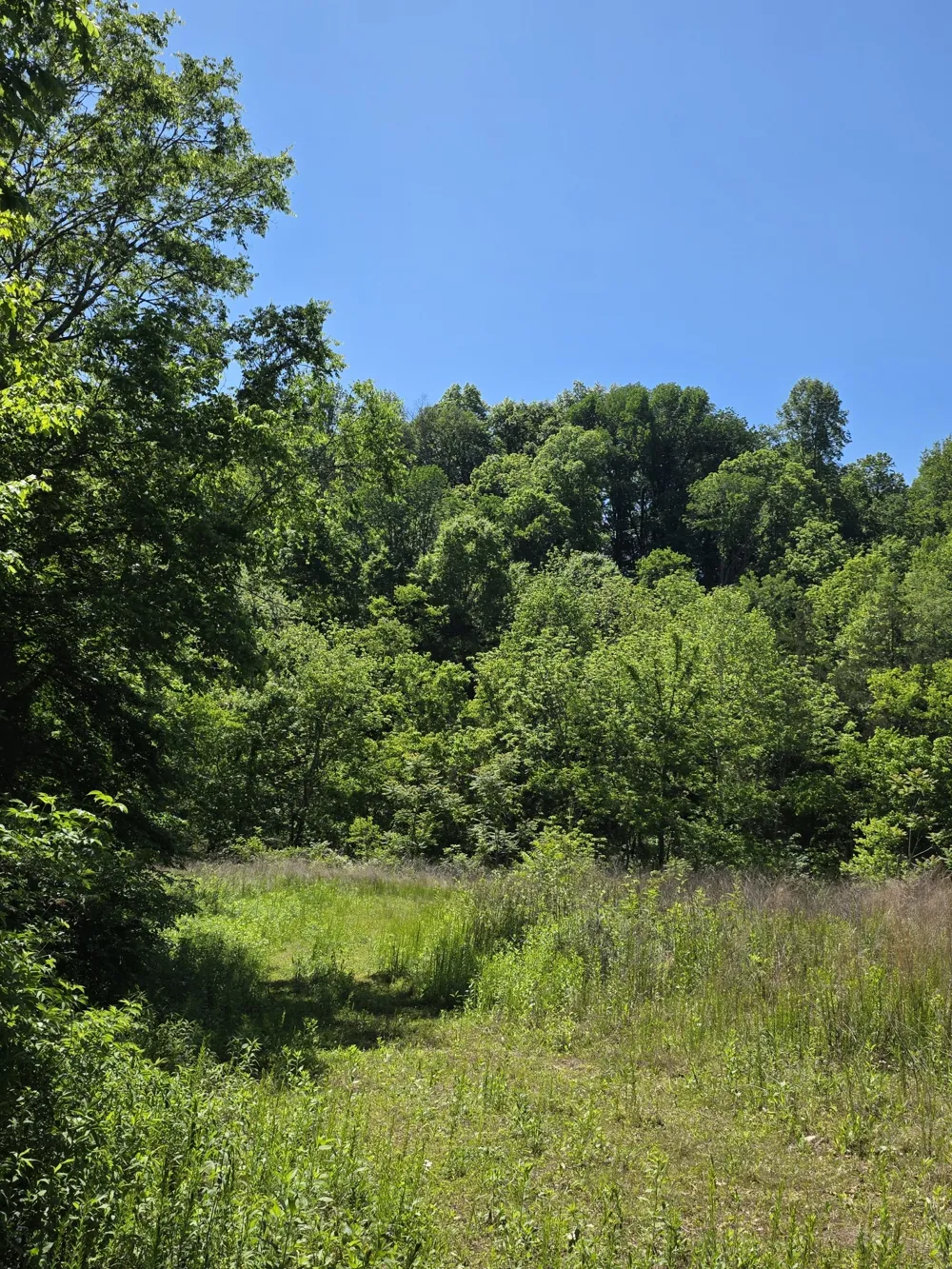 806 Brandon Hollow Lynchburg, TN 37352