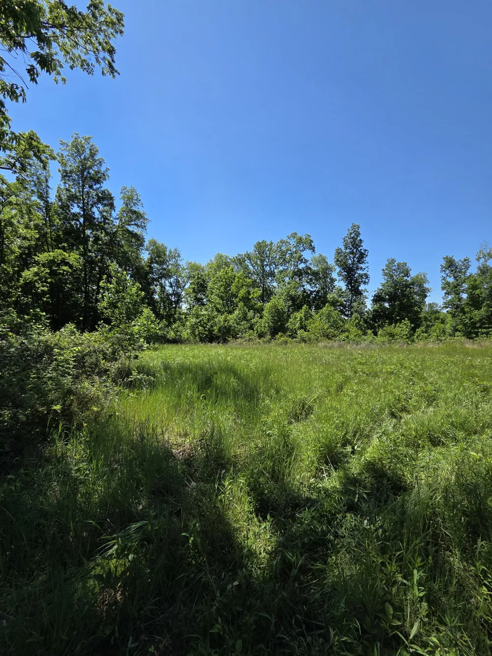 806 Brandon Hollow Lynchburg, TN 37352