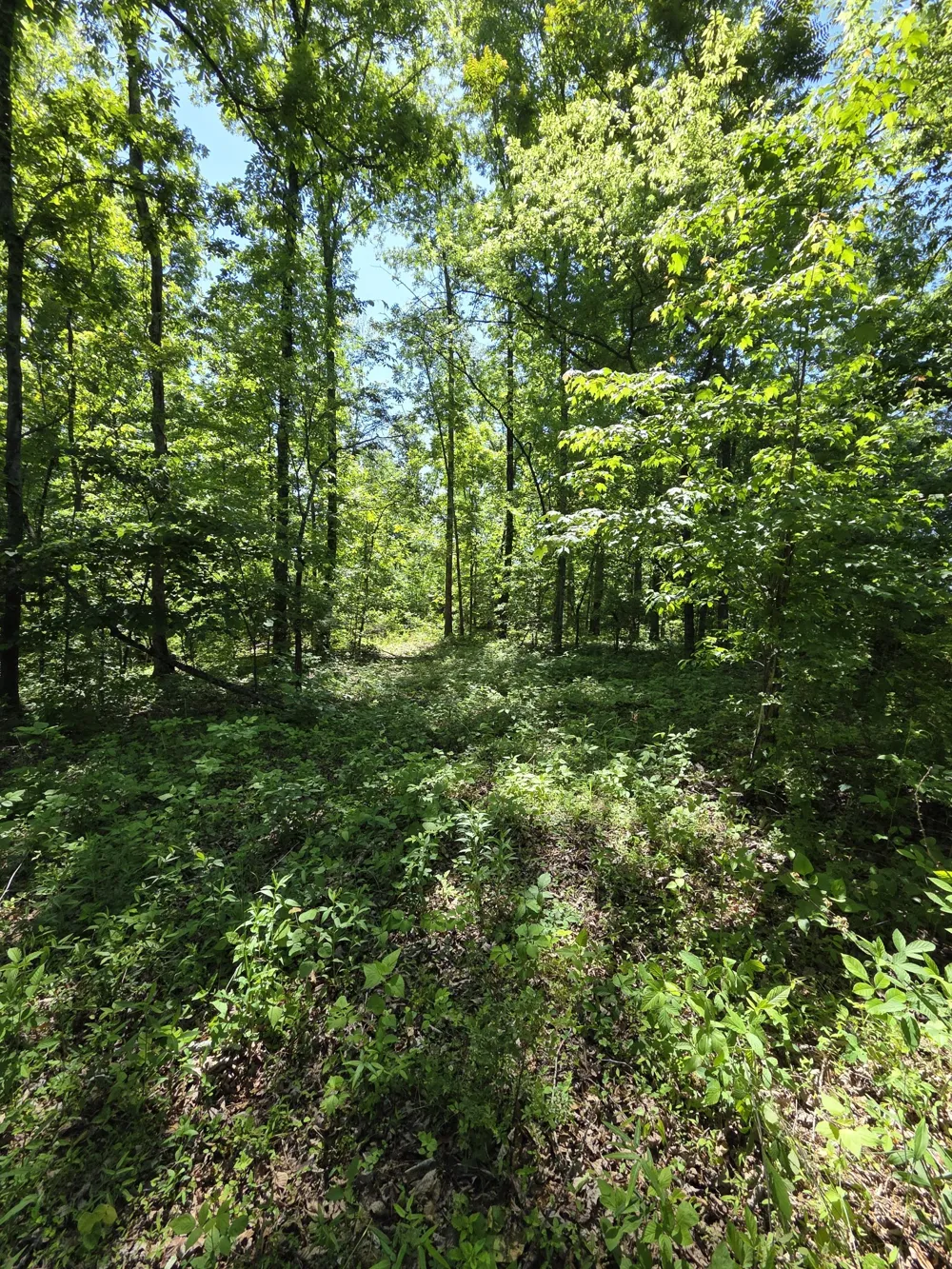 806 Brandon Hollow Lynchburg, TN 37352