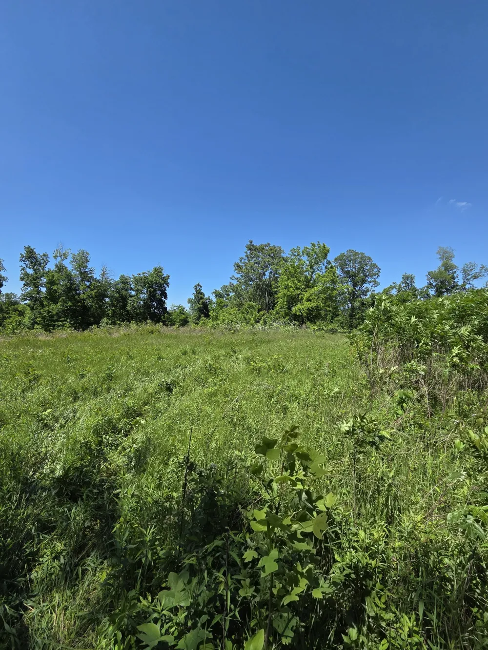 806 Brandon Hollow Lynchburg, TN 37352