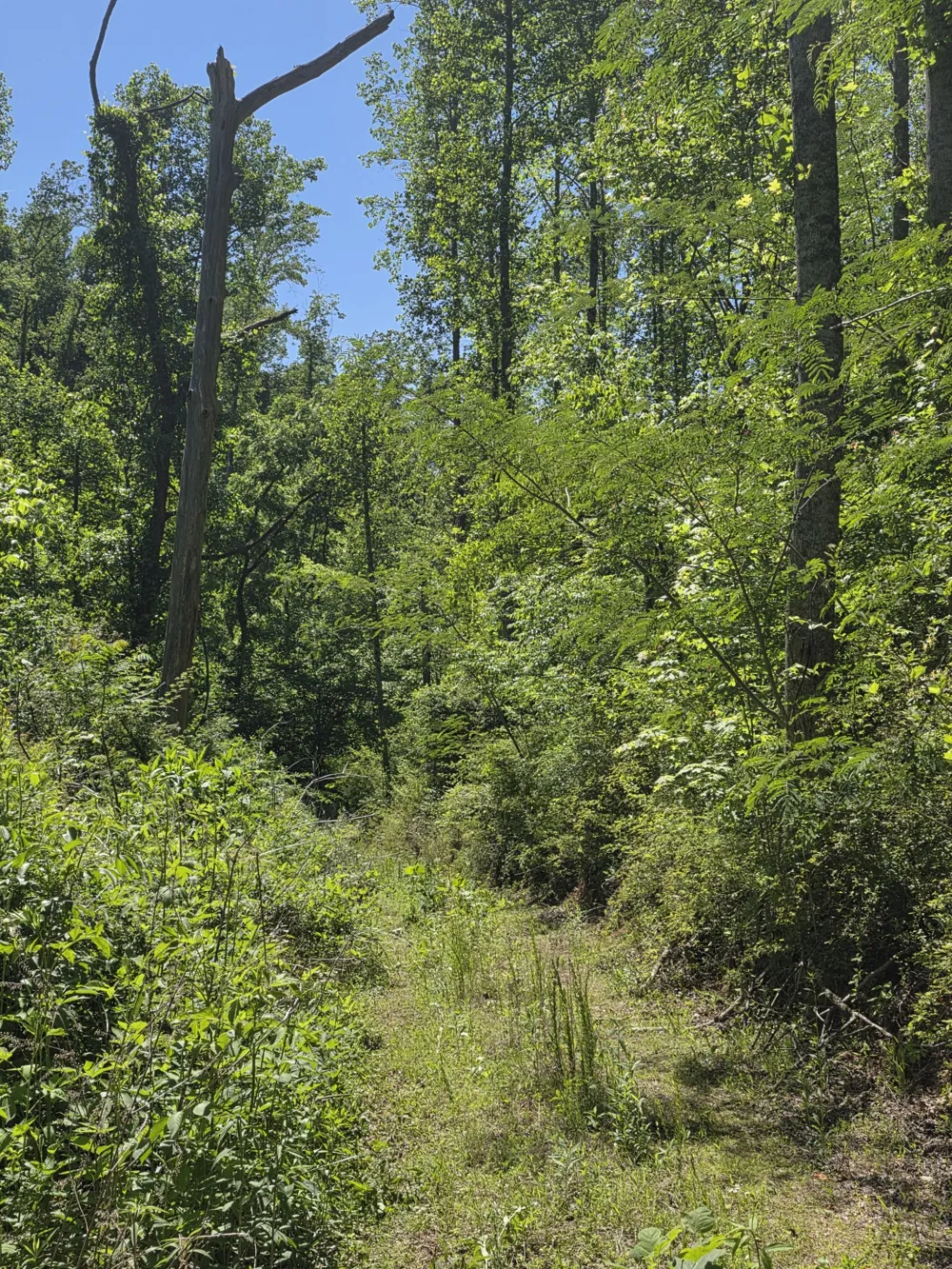 806 Brandon Hollow Lynchburg, TN 37352