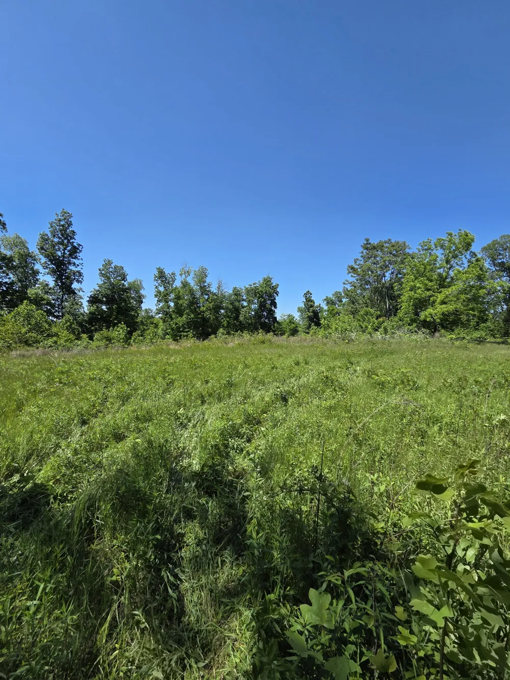 806 Brandon Hollow Lynchburg, TN 37352