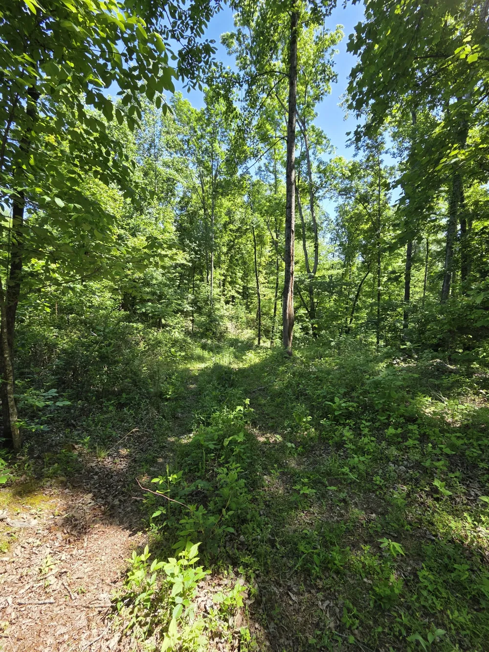 806 Brandon Hollow Lynchburg, TN 37352