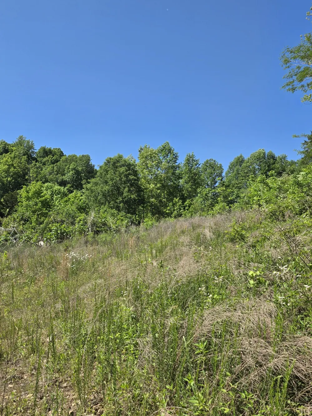 806 Brandon Hollow Lynchburg, TN 37352