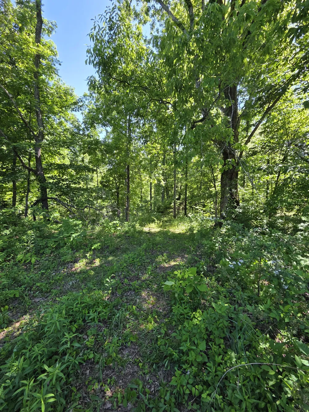 806 Brandon Hollow Lynchburg, TN 37352