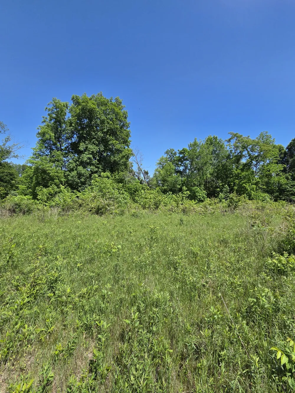 806 Brandon Hollow Lynchburg, TN 37352