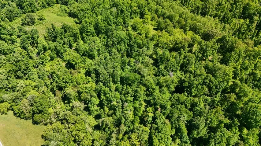 806 Brandon Hollow Lynchburg, TN 37352