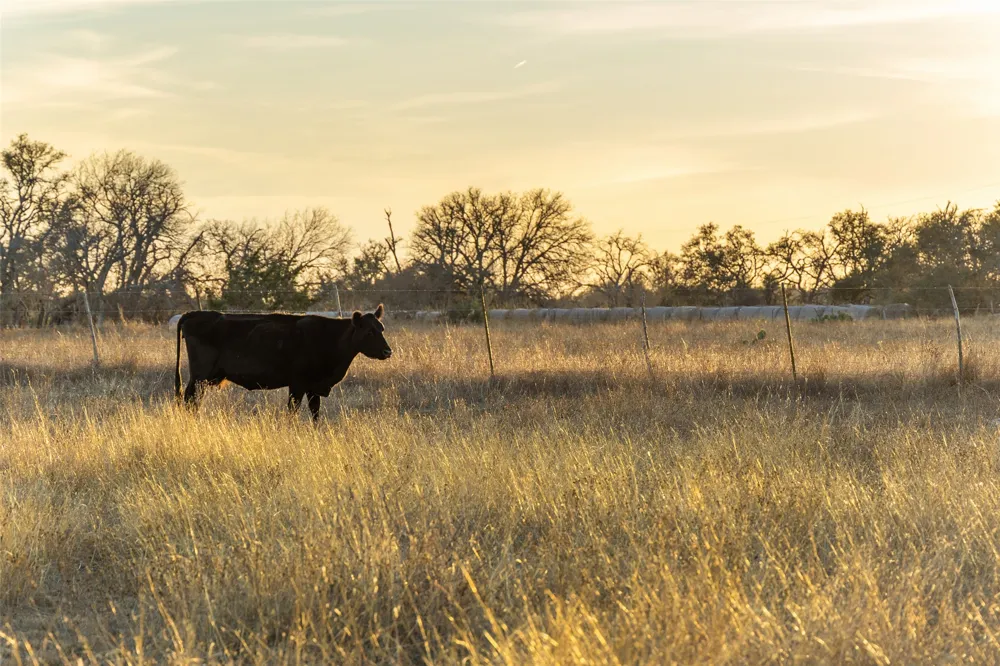 2227 Klein-Ahrens Road Fredericksburg, TX 78624