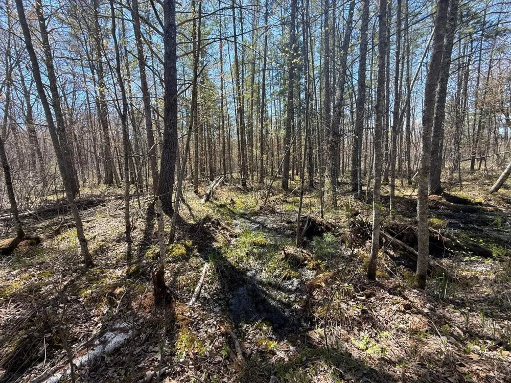 N10439 Tranus Lake Road Springbrook, WI 54875