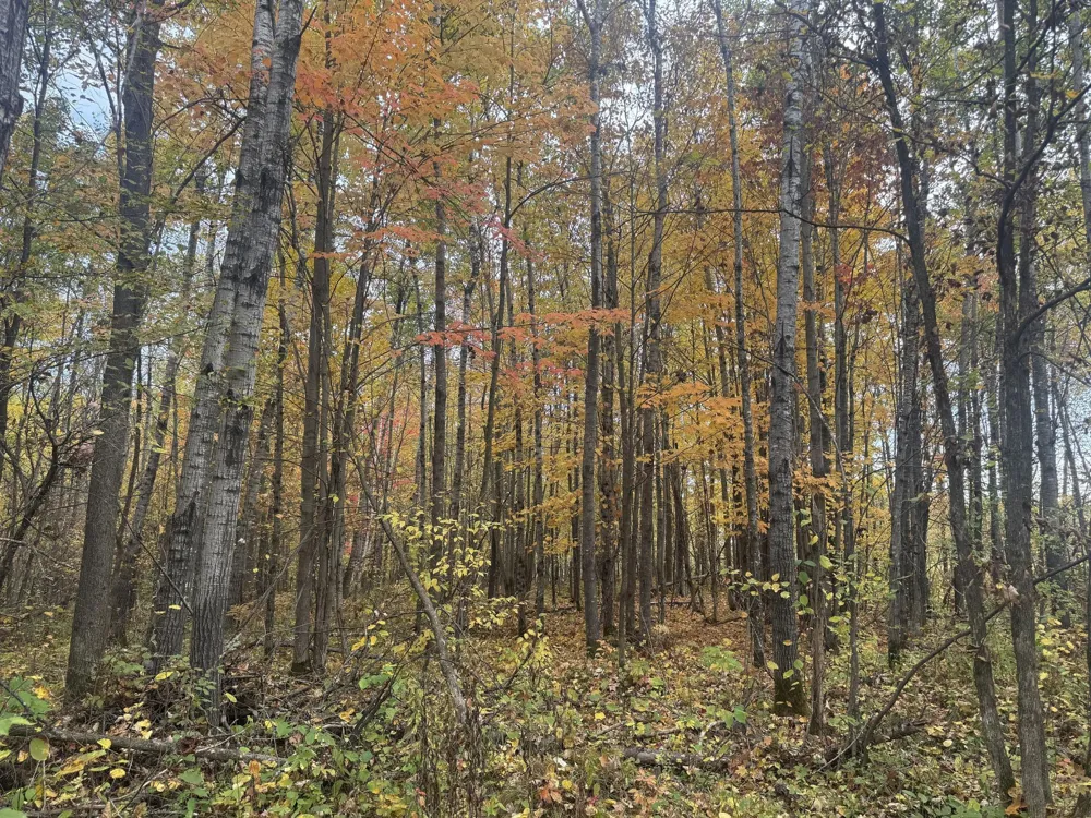 TBD State Road 40 Exeland, WI 54835
