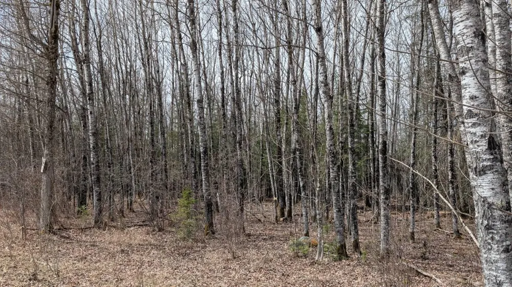 Lot 5 Lund Road Cook, MN 55723