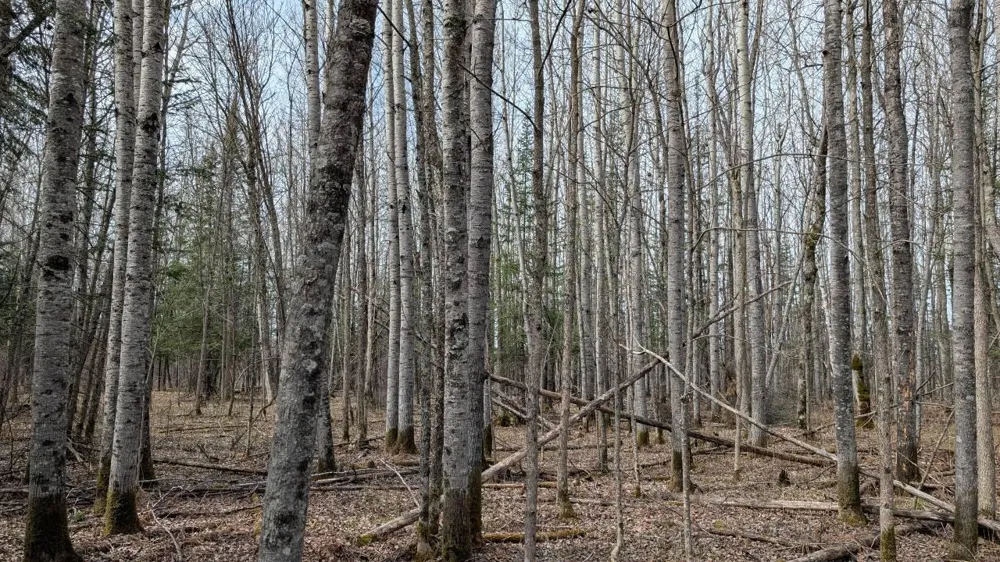 Lot 5 Lund Road Cook, MN 55723