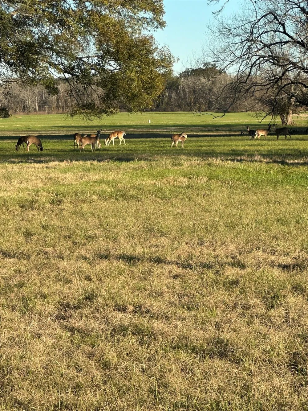 331 Green Pasture Court Angleton, TX 77515