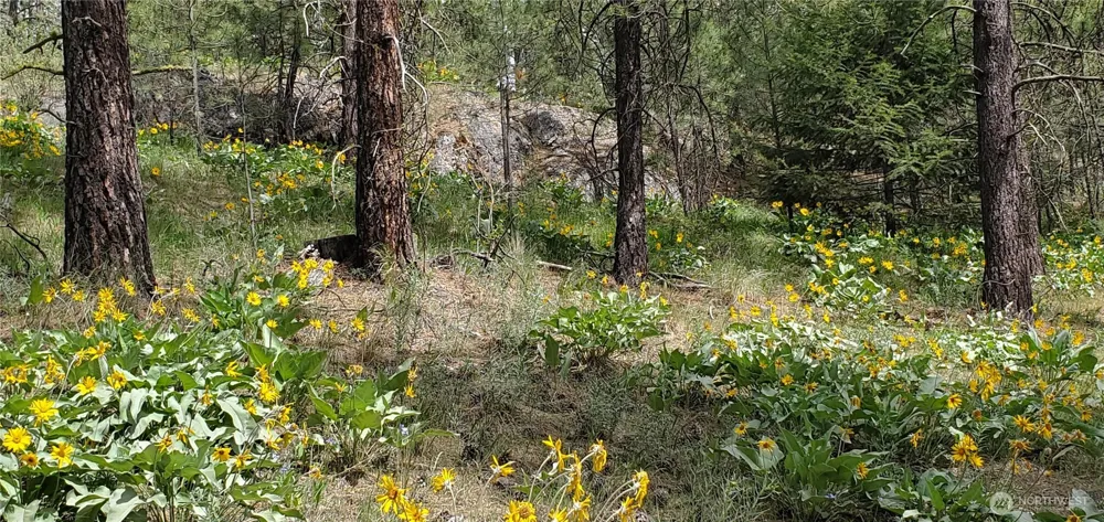6 Lot Okanogan River Ranches Div 1 Tonasket, WA 98855