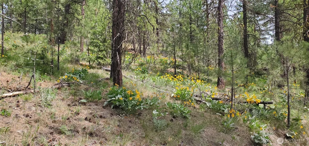 6 Lot Okanogan River Ranches Div 1 Tonasket, WA 98855