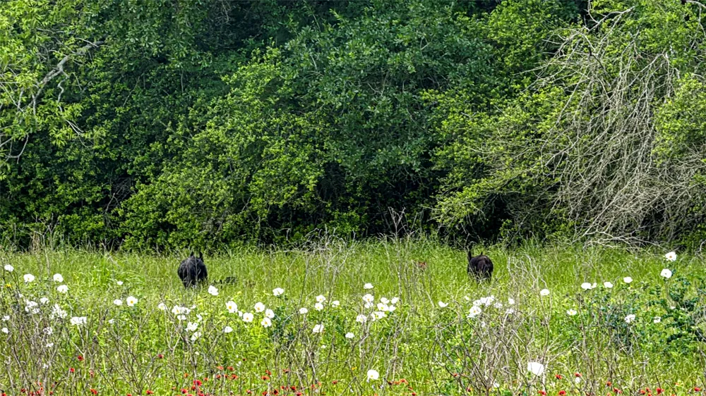 County Road 302 Rockdale, TX 78947